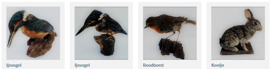 Schermfoto van drie opgezette vogels - ijsvogels - en een konijn.