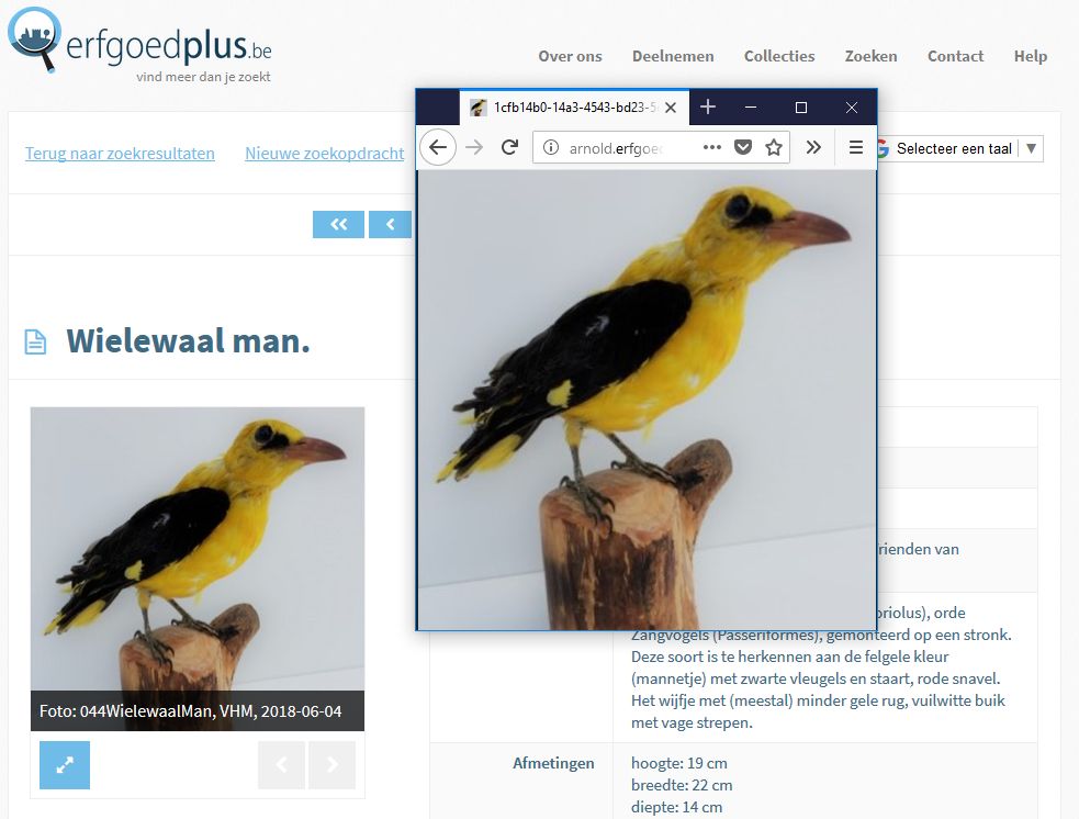 Schermfoto van een informatiefiche op Erfgoedplus.be over de Wielewaal (Oriolus oriolus).